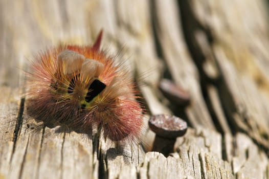 close-up of an exotic caterpillar