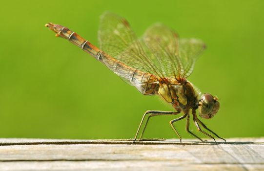 extreme close-up of a dragonfly on a fence