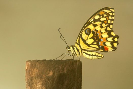 single butterfly at rest on a fence post