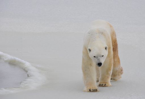 Polar bear in a native habitat. Snow. A frost. Winter.