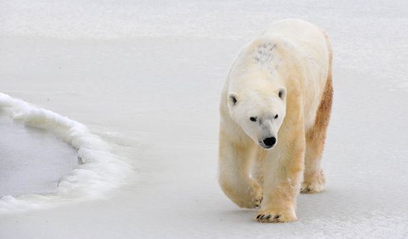 Polar bear in a native habitat. Snow. A frost. Winter.