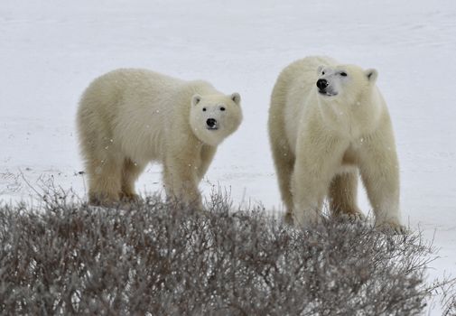 Polar bears in a native habitat. Snow. A frost. Winter.