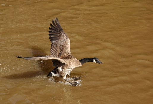 canada goose landing on muddy water