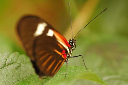 single butterfly at rest on vegetation