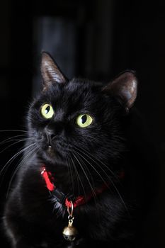Black cat with green eyes on black background