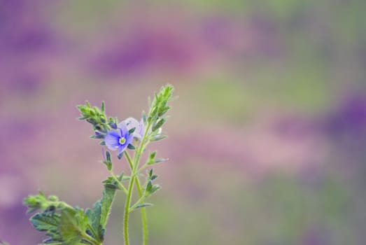 the colored floral background with soft focus