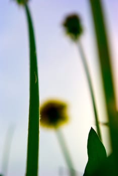 the colored fl ral background with soft focus