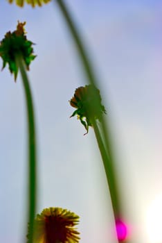 the colored fl ral background with soft focus