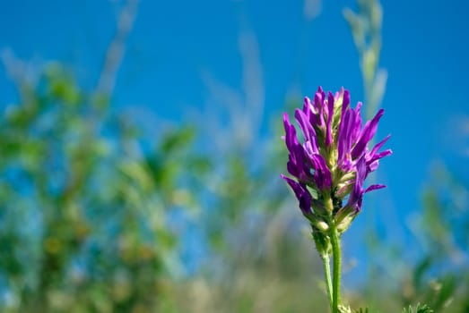 the colored fl ral background with soft focus