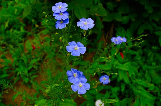 Beautiful spring flowers. forget-me-rays
