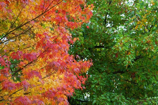 Yellow, orange, and red fall leaves contrasting against green leaves
