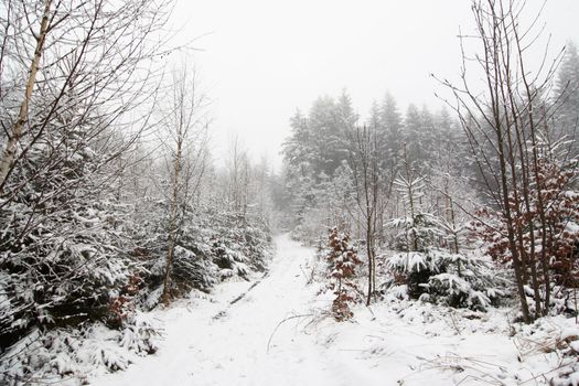 Shot of the snowy winter landscape with tree
