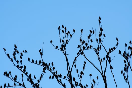 Flock of birdsin a tree