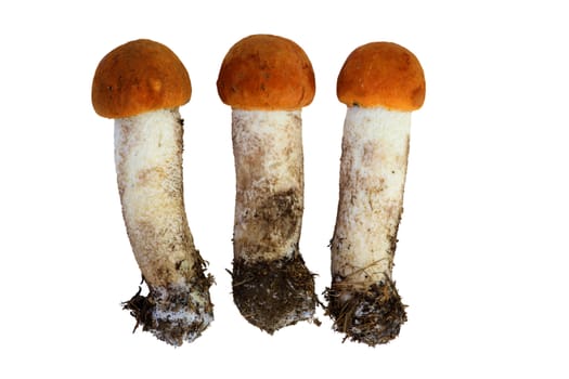 Detail of the orange birch boletus - edible mushroom