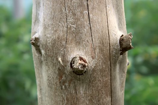 A fragment of dried wood is similar to the human face