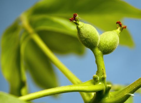 Branch with unripe green fruits small walnut