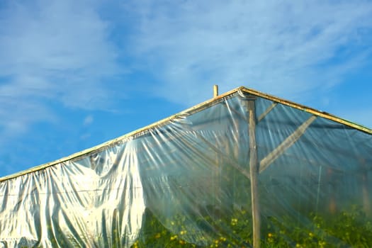 Greenhouse for vegetables