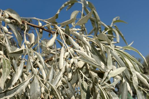 Branch of wild olive trees. Coast of the Black Sea, Ukraine