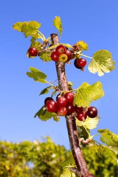 Currant branch with berries. Bush during ripening