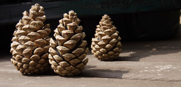 three pine cones standing side in a row
