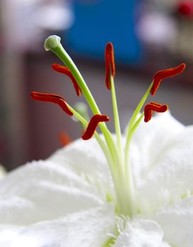 macro shot of a white lily showing the stamen