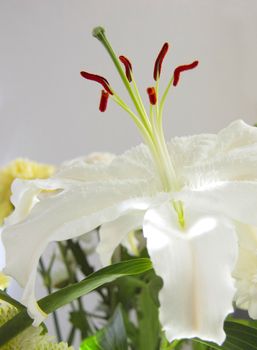 macro shot of a white lily showing the stamen