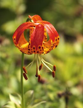 lilium pardalinum is one of the lilies which curl its petals right back to expose its stamens