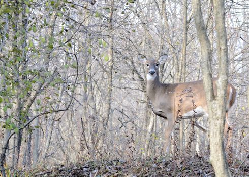 Whitetail deer doe standing in the woods.