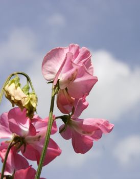 pink sweet peas against a blue sky