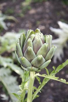 details of an artichoke growing in the garden against a grey background