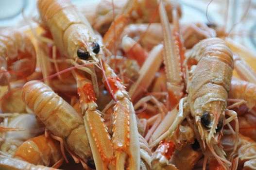 Shot of Norway Lobster prepared on a dish