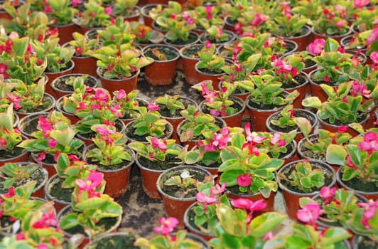 Many pots with wax begonia in greenhouse.