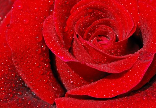 Close-up of a red rose with droplets.