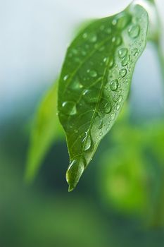 Close up waterdrops of the fresh green leaf