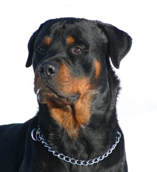 portrait of a purebred rottweiler