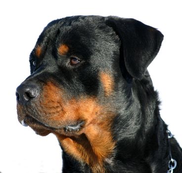 portrait of a purebred rottweiler