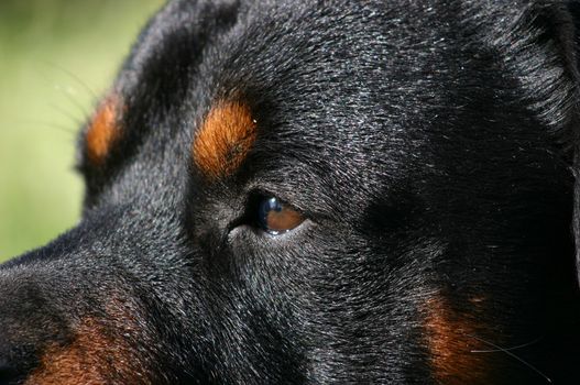 portrait of a purebred rottweiler