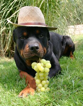 portrait of a purebred rottweiler with hat and fruit