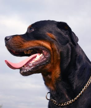 portrait of a purebred rottweiler