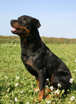 portrait of a purebred rottweiler