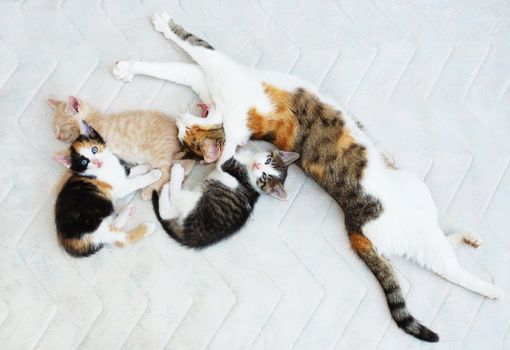 Cat family with three kittens resting on the bed.