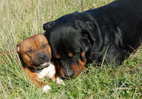 portrait of a purebred rottweiler and staffordshire bull terrier