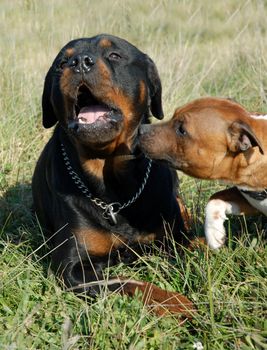 portrait of a purebred rottweiler and staffordshire bull terrier
