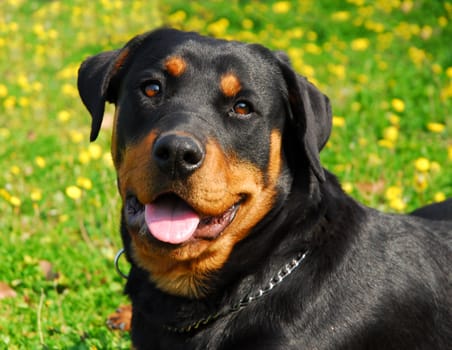 portrait of a purebred rottweiler