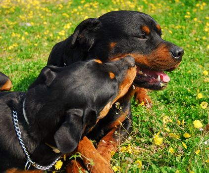 portrait of a purebred rottweilers