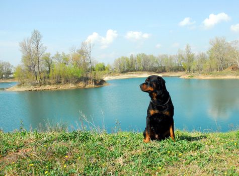 portrait of a purebred rottweiler