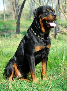 portrait of a purebred rottweiler