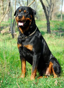 portrait of a purebred rottweiler