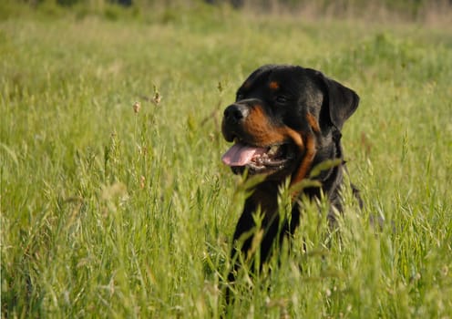 portrait of a purebred rottweiler