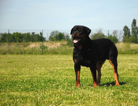 portrait of a purebred rottweiler